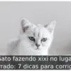 Gato fazendo xixi no lugar errado: 7 dicas para corrigir