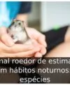 Animal roedor de estimação com hábitos noturnos: 5 espécies