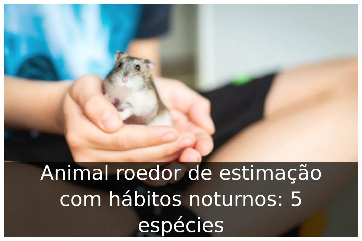 Animal roedor de estimação com hábitos noturnos: 5 espécies
