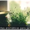 Plantas aromáticas para jardim