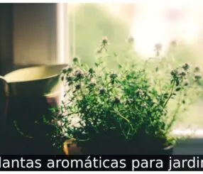 Plantas aromáticas para jardim