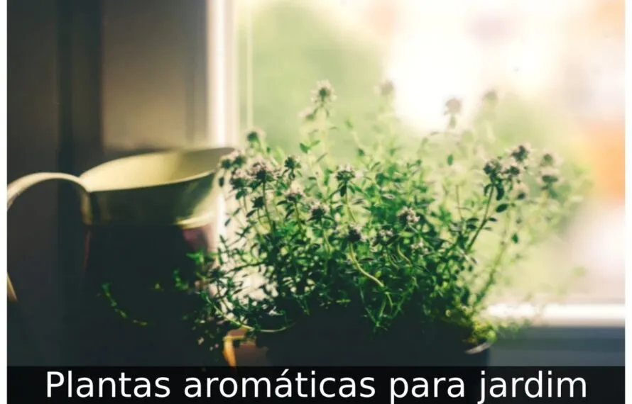 Plantas aromáticas para jardim