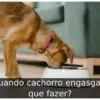 Quando cachorro engasga o que fazer?