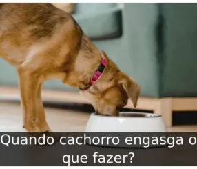 Quando cachorro engasga o que fazer