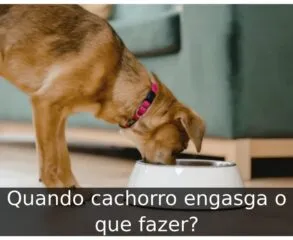Quando cachorro engasga o que fazer?