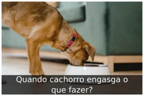 Quando cachorro engasga o que fazer?