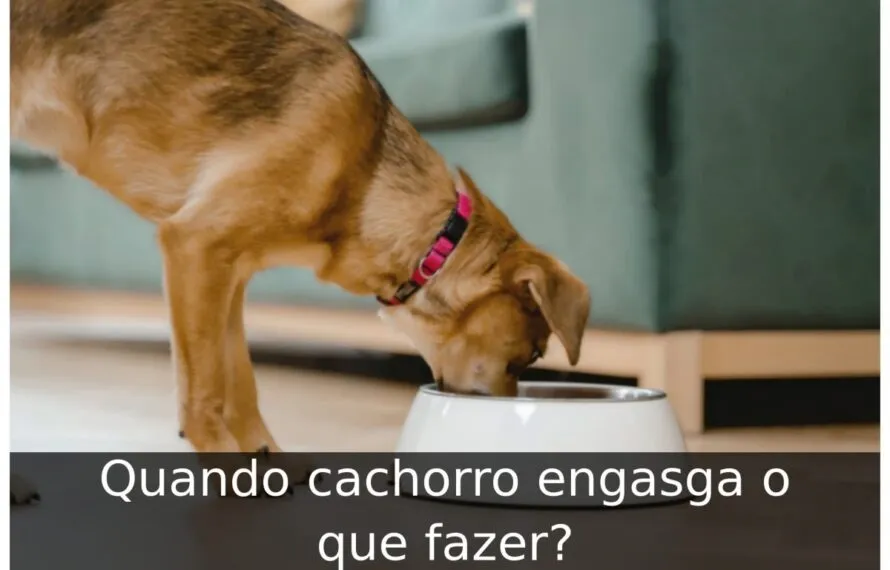Quando cachorro engasga o que fazer? Quando cachorro engasga o que fazer