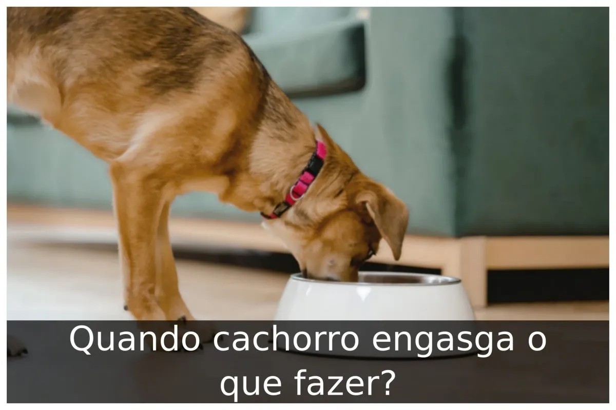 Quando cachorro engasga o que fazer? - Portal Útil