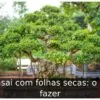 Bonsai com folhas secas: o que fazer