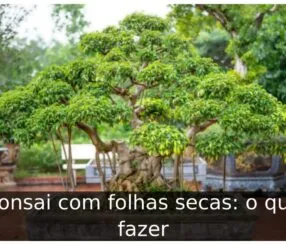 Bonsai com folhas secas