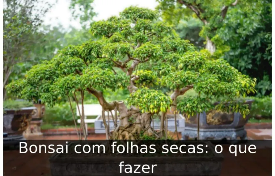 Bonsai com folhas secas