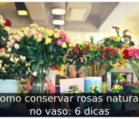 Como conservar rosas naturais no vaso