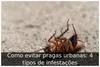 Como evitar pragas urbanas: 4 tipos de infestações