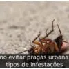 Como evitar pragas urbanas: 4 tipos de infestações