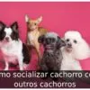 Como socializar cachorro com outros cachorros