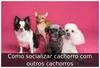 Como socializar cachorro com outros cachorros