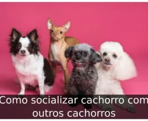 Como socializar cachorro com outros cachorros