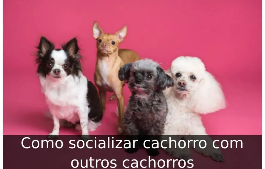 Como socializar cachorro com outros cachorros
