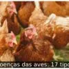 Doenças das aves: 17 tipos