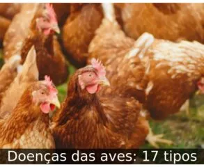 Doenças das aves: 17 tipos