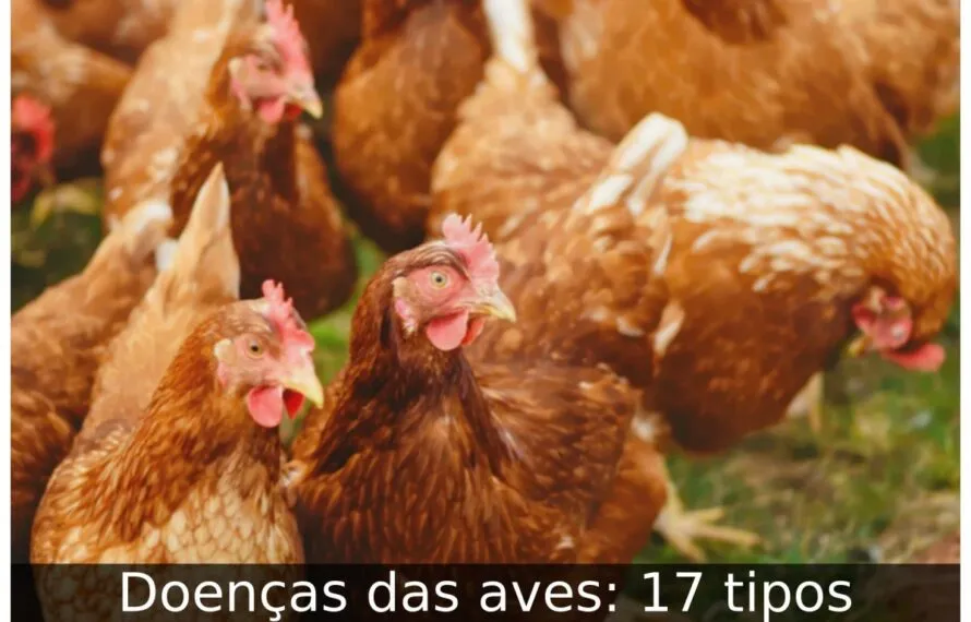 Doenças das aves