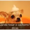 Quando tosar o cachorro? 3 dicas