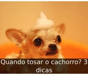 Quando tosar o cachorro
