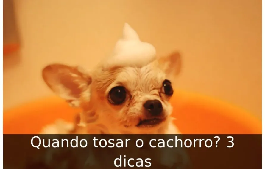 Quando tosar o cachorro