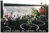 Como cuidar de cactos: 5 dicas