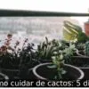 Como cuidar de cactos: 5 dicas