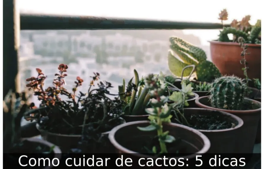 Como cuidar de cactos: 5 dicas Como cuidar de cactos