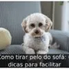 Como tirar pelo do sofá: 6 dicas para facilitar