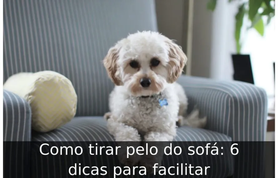Como tirar pelo do sofá: 6 dicas para facilitar Como tirar pelo do sofá