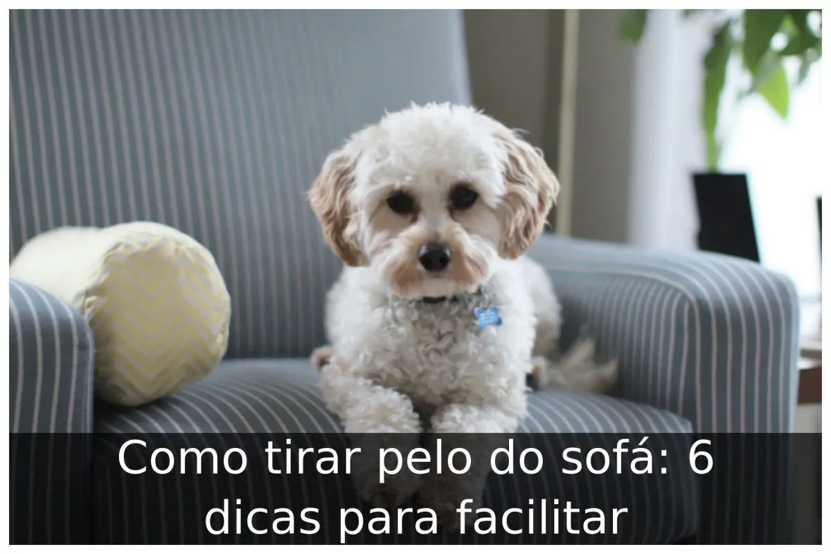 Como tirar pelo do sofá: 6 dicas para facilitar Como tirar pelo do sofá: 6 dicas para facilitar