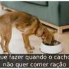 O que fazer quando o cachorro não quer comer ração