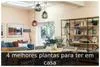 4 melhores plantas para ter em casa