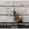 Como acabar com formigas: 7 dicas