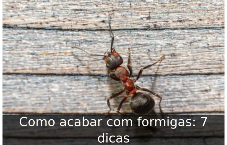Como acabar com formigas: 7 dicas Como acabar com formigas