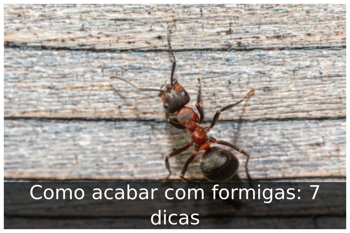 Como acabar com formigas: 7 dicas