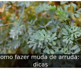 Como fazer muda de arruda