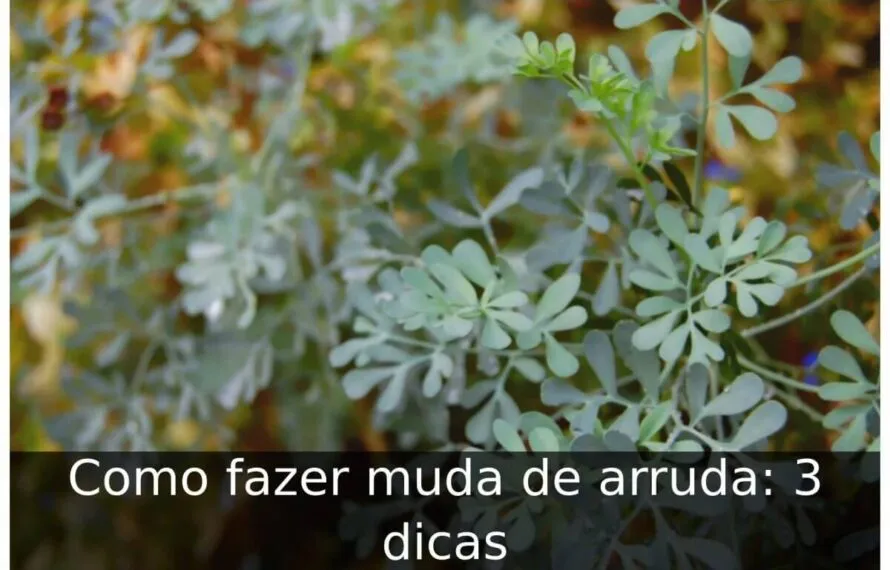 Como fazer muda de arruda