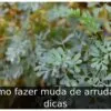 Como fazer muda de arruda: 3 dicas