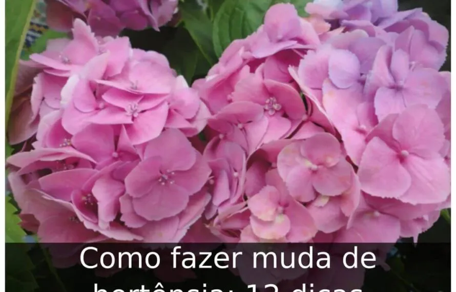 Como fazer muda de hortênsia: 12 dicas Como fazer muda de hortênsia