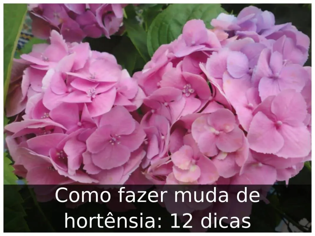 Como fazer muda de hortênsia: 12 dicas