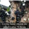 Como fazer muda de jabuticaba: 5 dicas