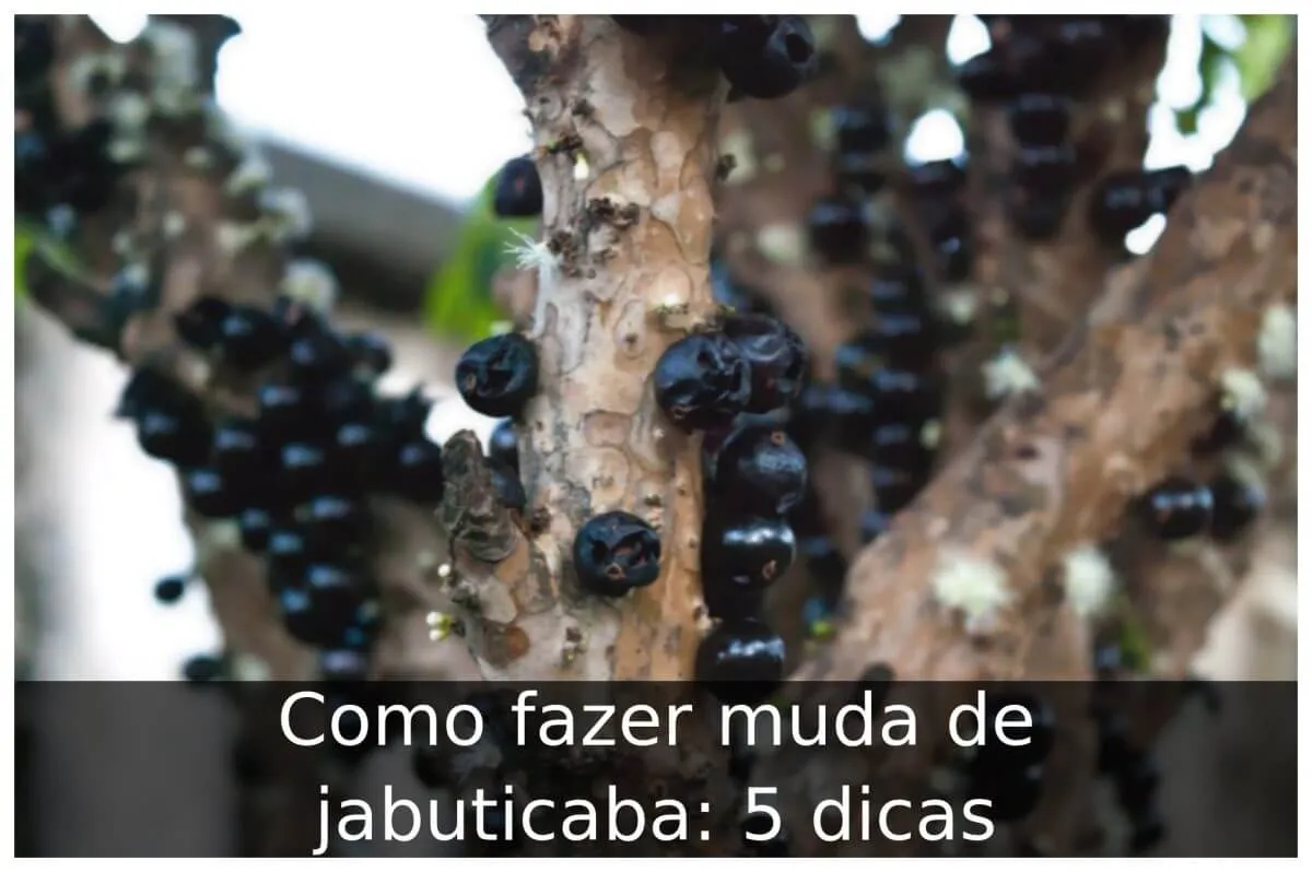 Como fazer muda de jabuticaba: 5 dicas