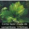 Como fazer muda de samambaia: 3 formas