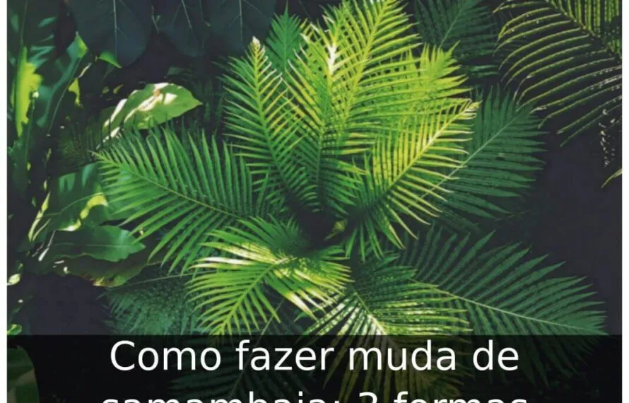 Como fazer muda de samambaia