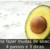 Como fazer mudas de abacate: 4 passos e 3 dicas