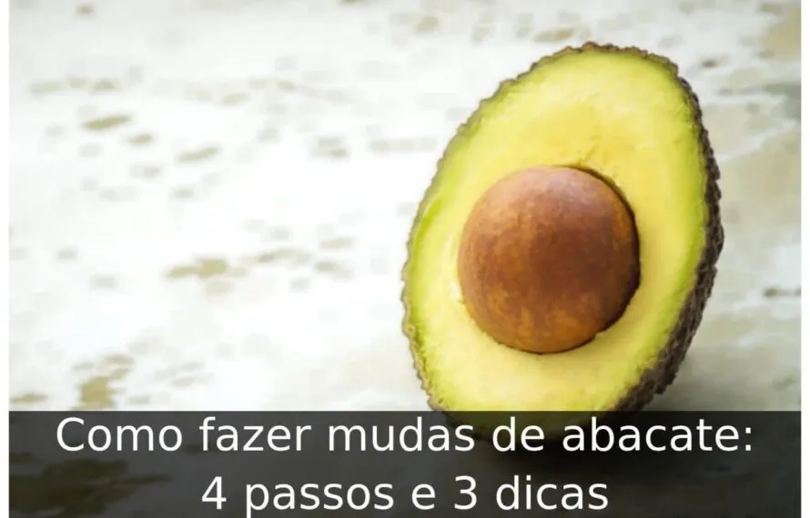 Como fazer mudas de abacate